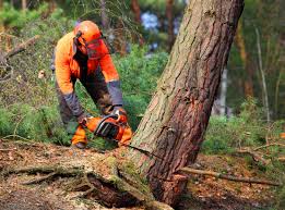 Bellmawr, NJ Tree Removal Company