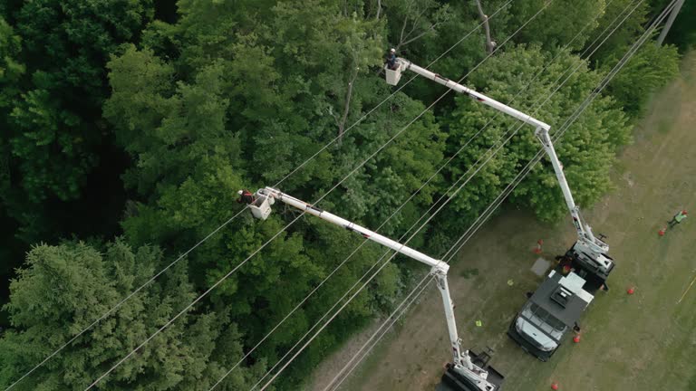 How Our Tree Care Process Works  in  Bellmawr, NJ
