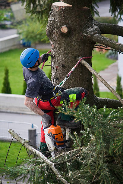 Best Leaf Removal  in Bellmawr, NJ