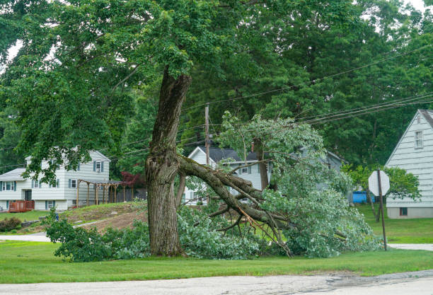 Best Utility Line Clearance  in Bellmawr, NJ