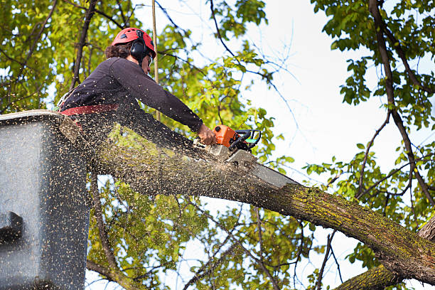 Lawn Maintenance Plans in Bellmawr, NJ