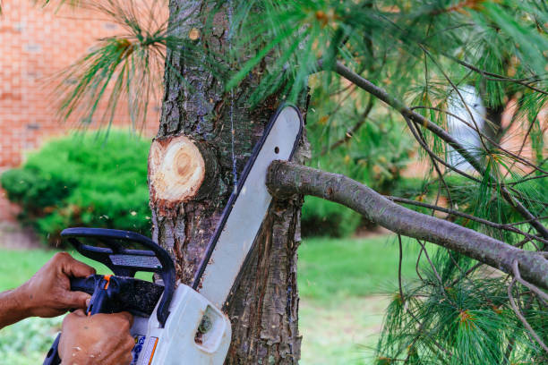Best Tree Health Inspection  in Bellmawr, NJ
